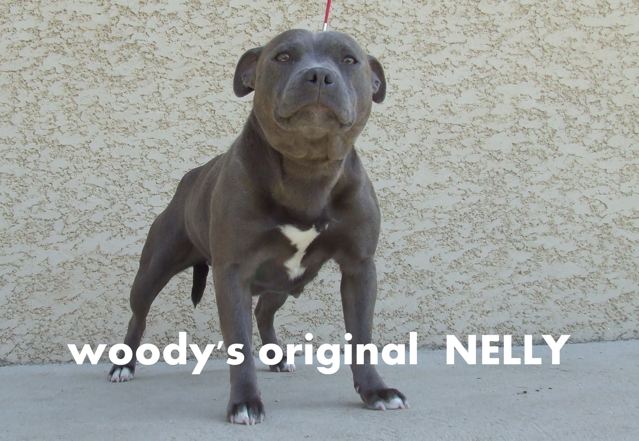 Woody's Original Nelly