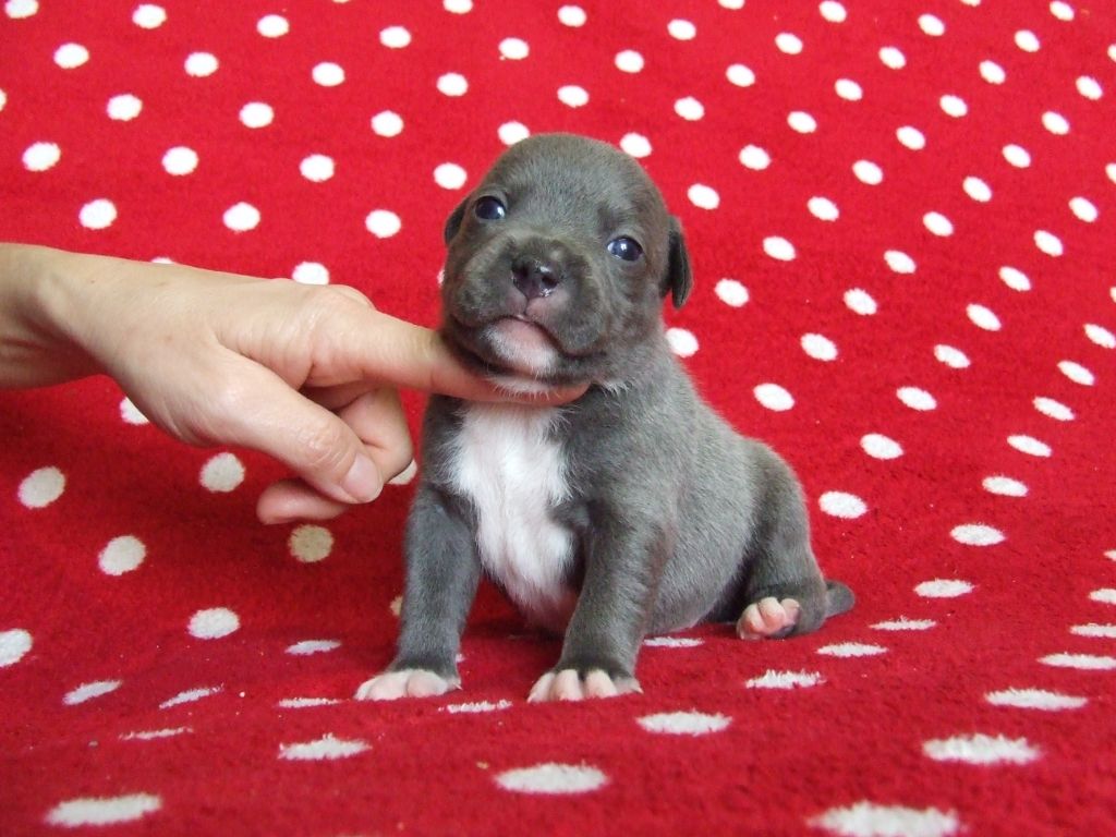 Woody's Original - Chiot disponible  - Staffordshire Bull Terrier