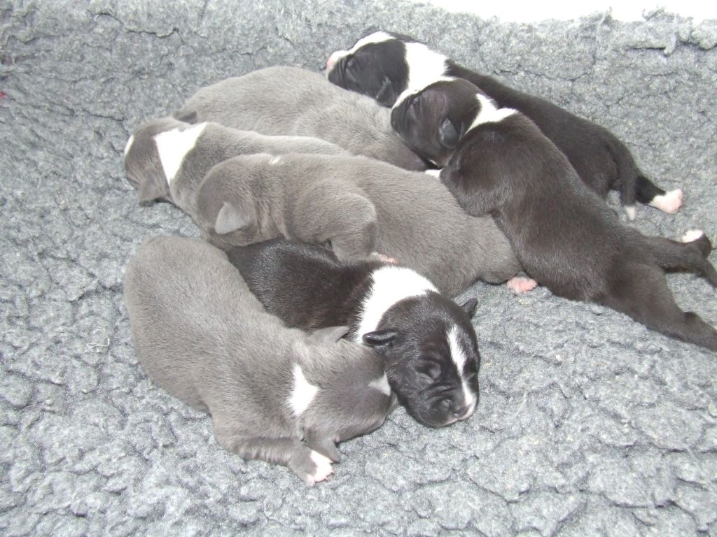chiot Staffordshire Bull Terrier Woody's Original