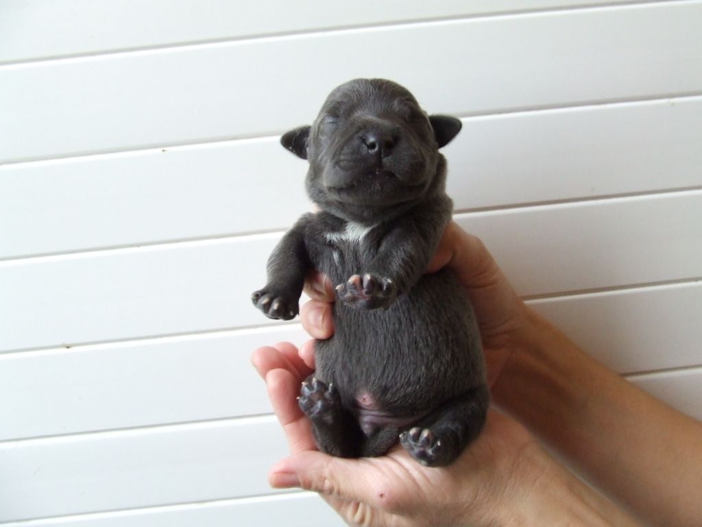 Woody's Original - Chiot disponible  - Staffordshire Bull Terrier