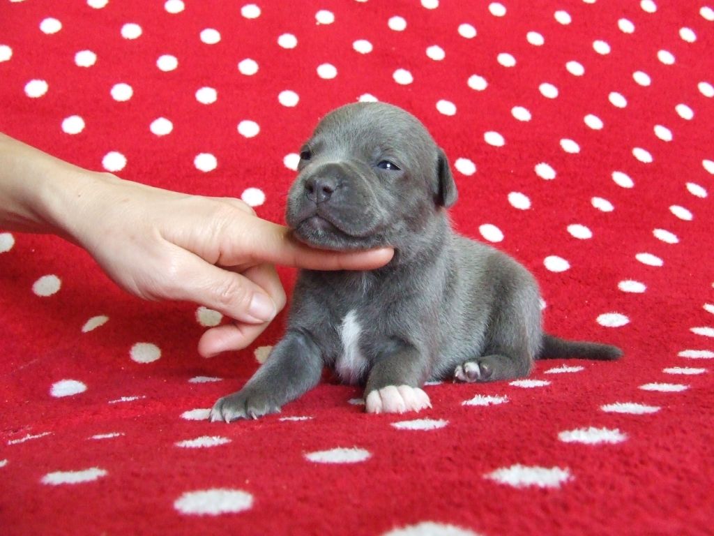 Woody's Original - Chiot disponible  - Staffordshire Bull Terrier