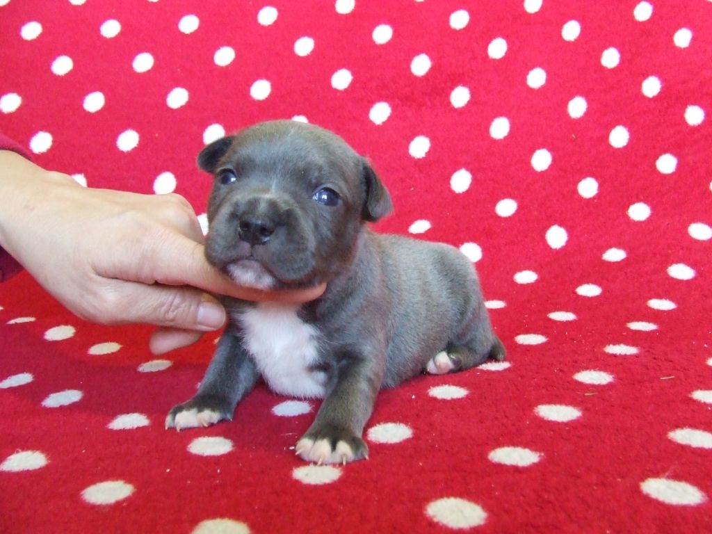 Woody's Original - Chiot disponible  - Staffordshire Bull Terrier