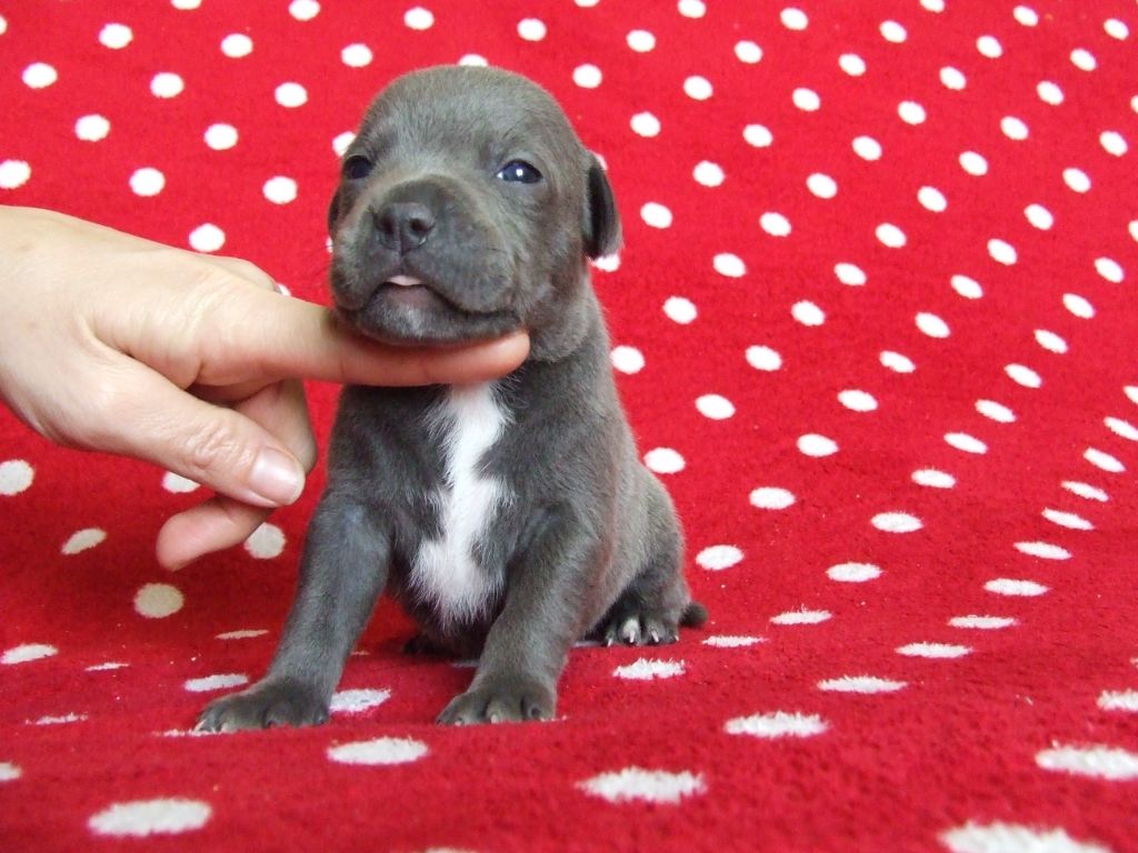 Woody's Original - Chiot disponible  - Staffordshire Bull Terrier