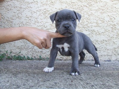 male bleu