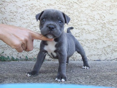 male bleu