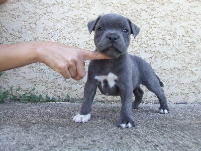 male bleu