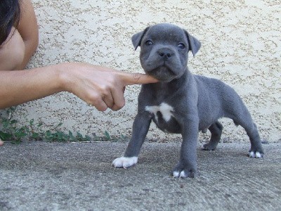 male bleu