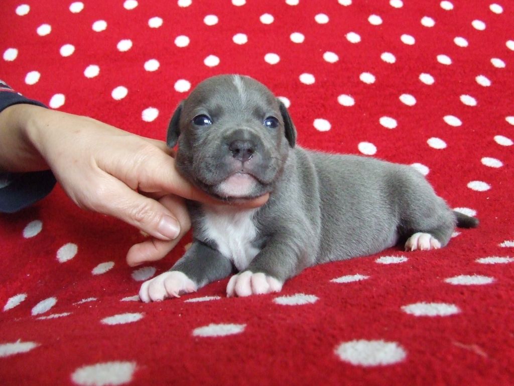 Woody's Original - Chiot disponible  - Staffordshire Bull Terrier