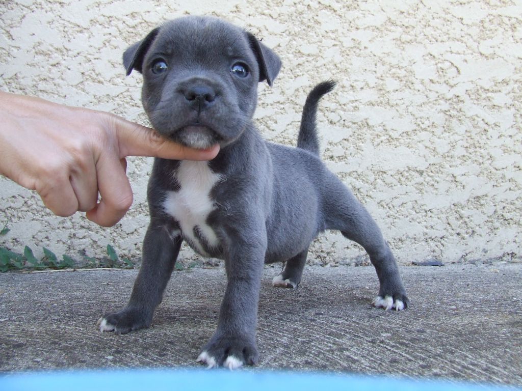 male bleu