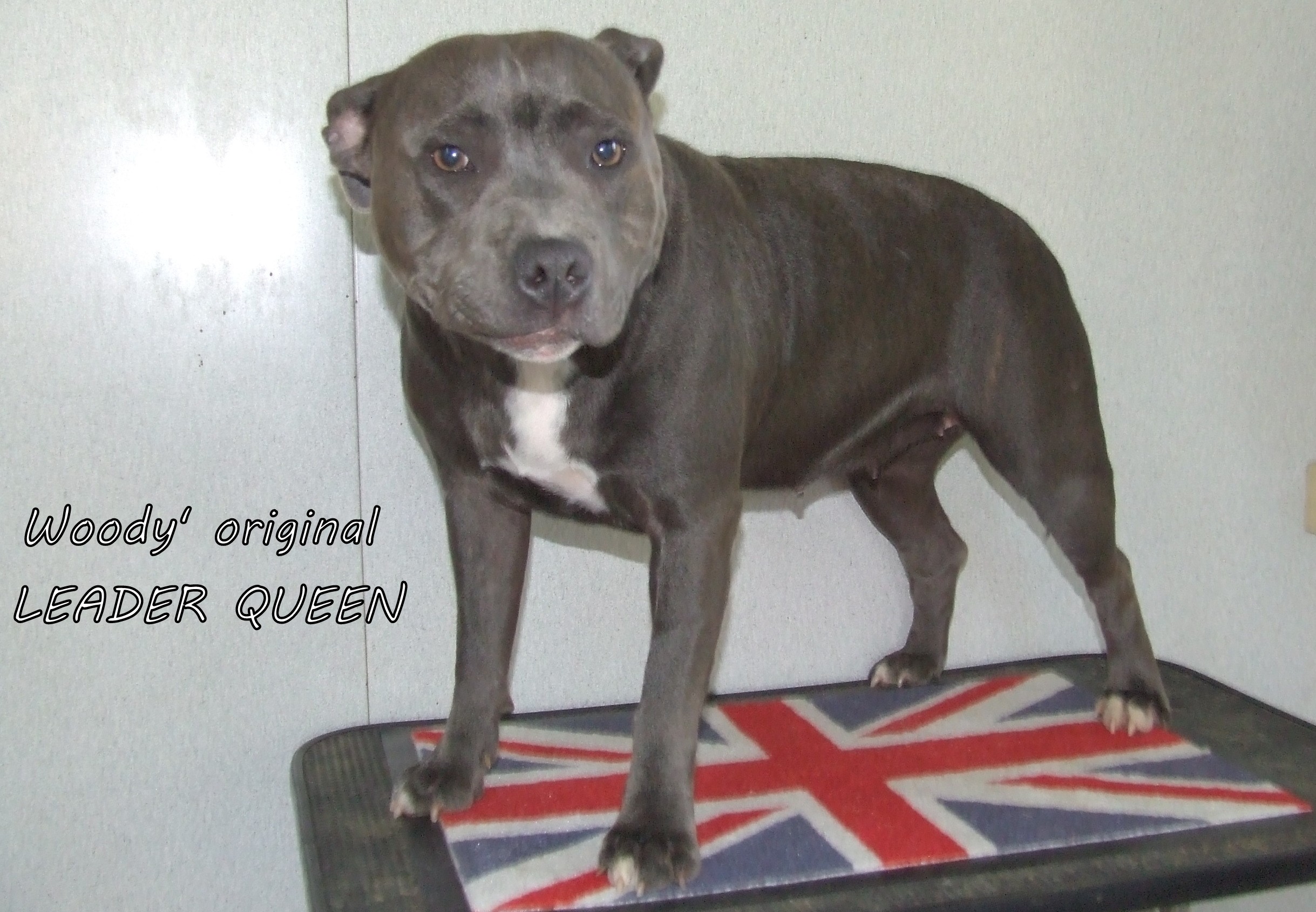 Woody's Original Leader queen