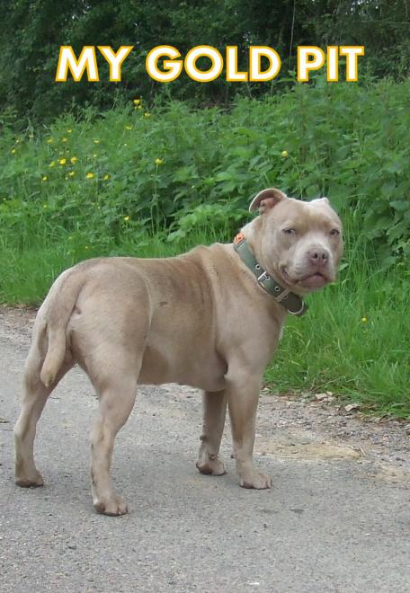 Woody's Original My gold pit