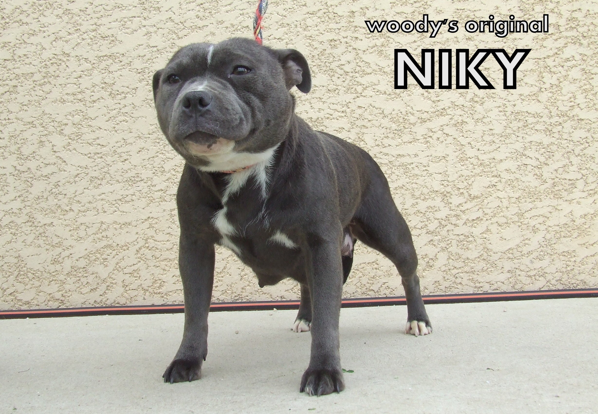 Woody's Original Niky