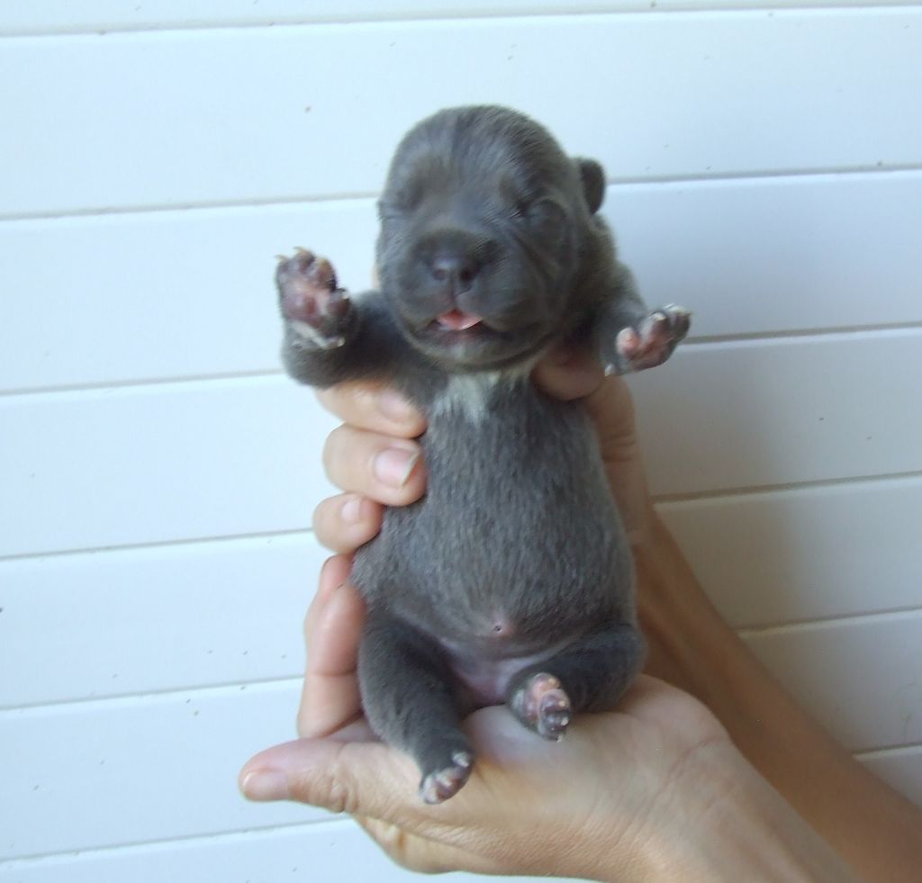 Woody's Original - Chiots disponibles - Staffordshire Bull Terrier