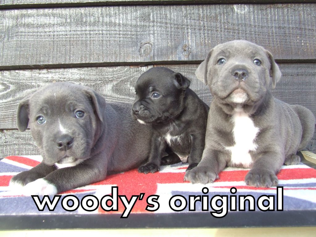 Chiot Staffordshire Bull Terrier Woody's Original