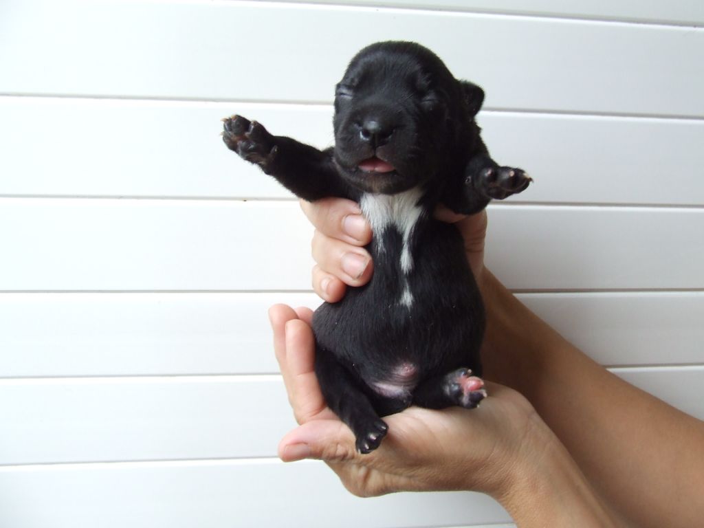 Woody's Original - Chiots disponibles - Staffordshire Bull Terrier