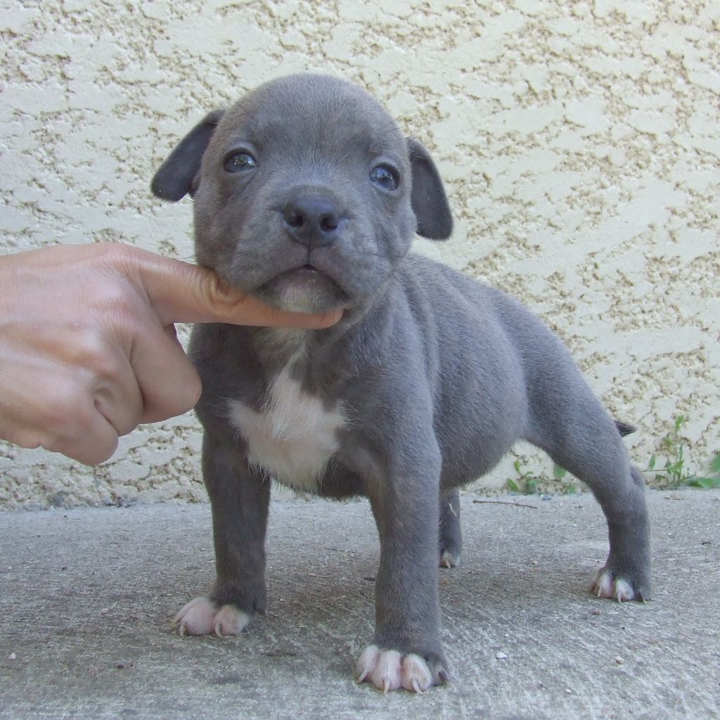 Woody's Original - Chiots disponibles - Staffordshire Bull Terrier