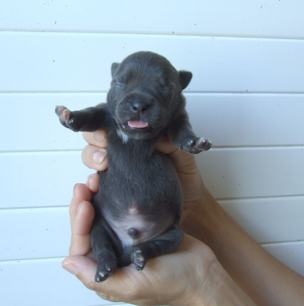 Woody's Original - Chiots disponibles - Staffordshire Bull Terrier