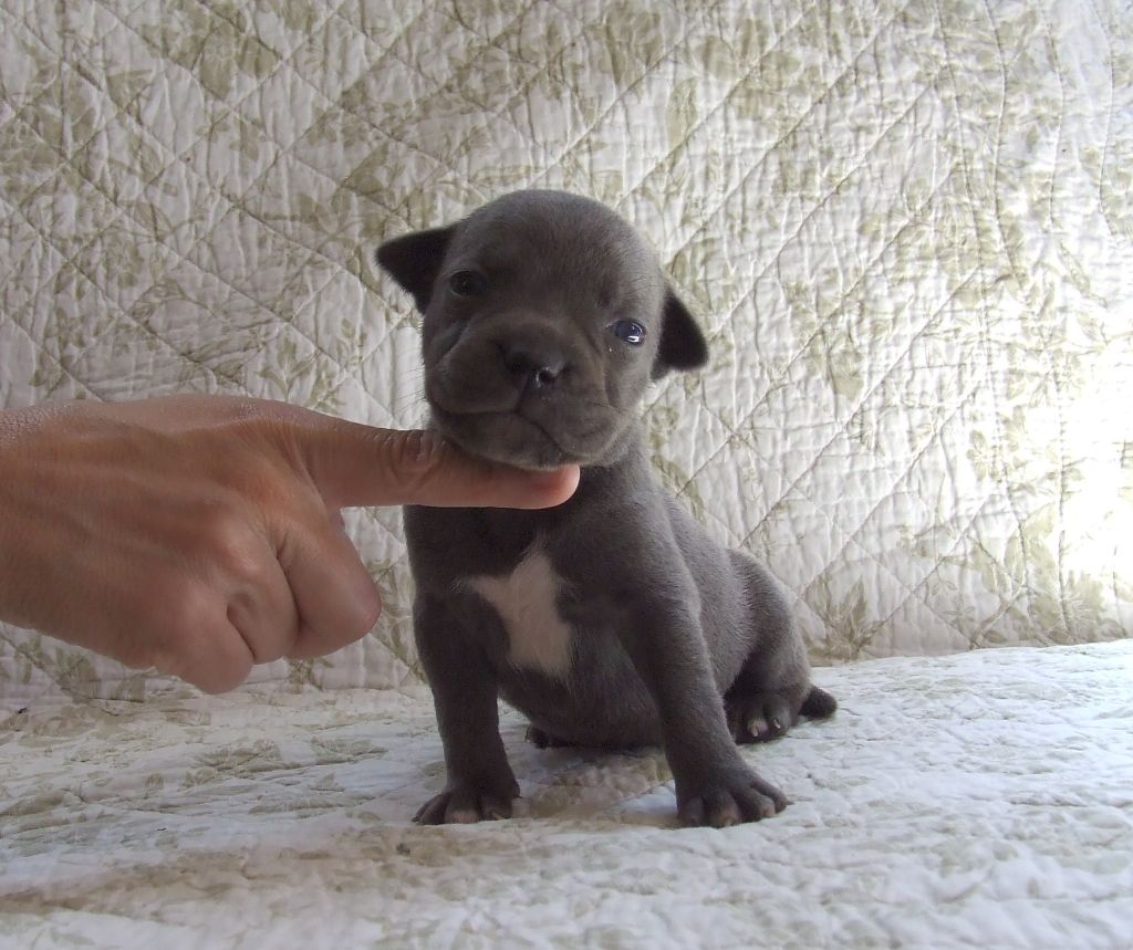 Woody's Original - Chiots disponibles - Staffordshire Bull Terrier