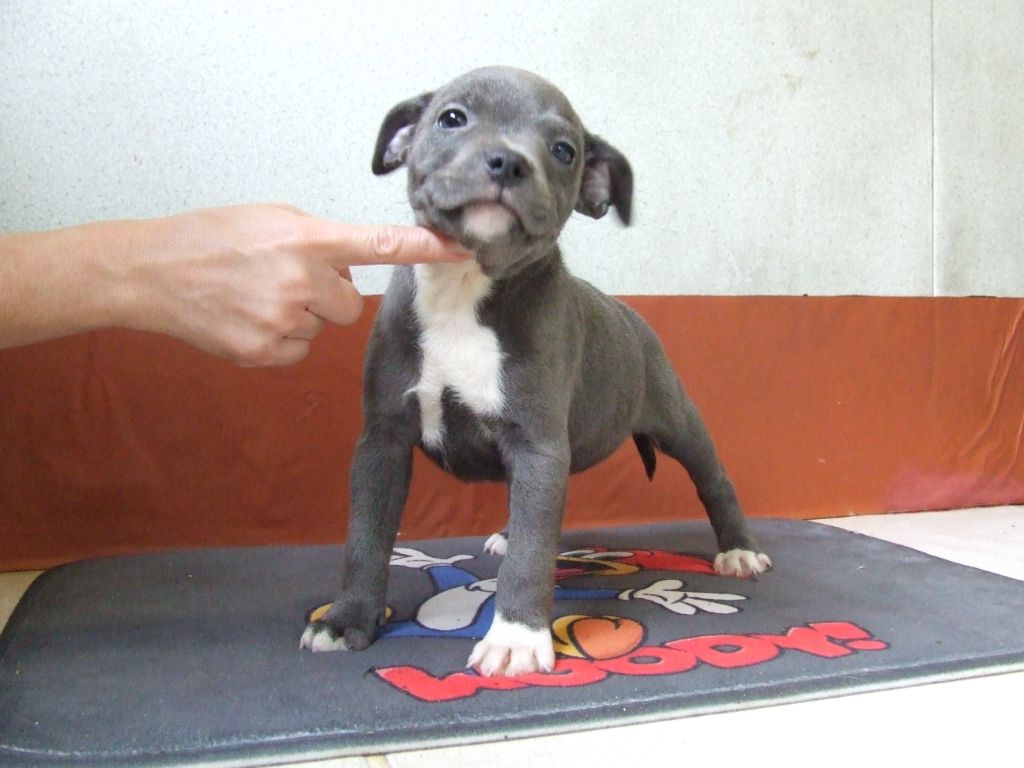 Woody's Original - Chiots disponibles - Staffordshire Bull Terrier