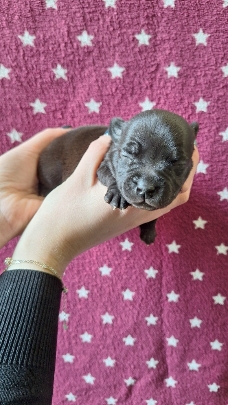 Woody's Original - Chiots disponibles - Staffordshire Bull Terrier