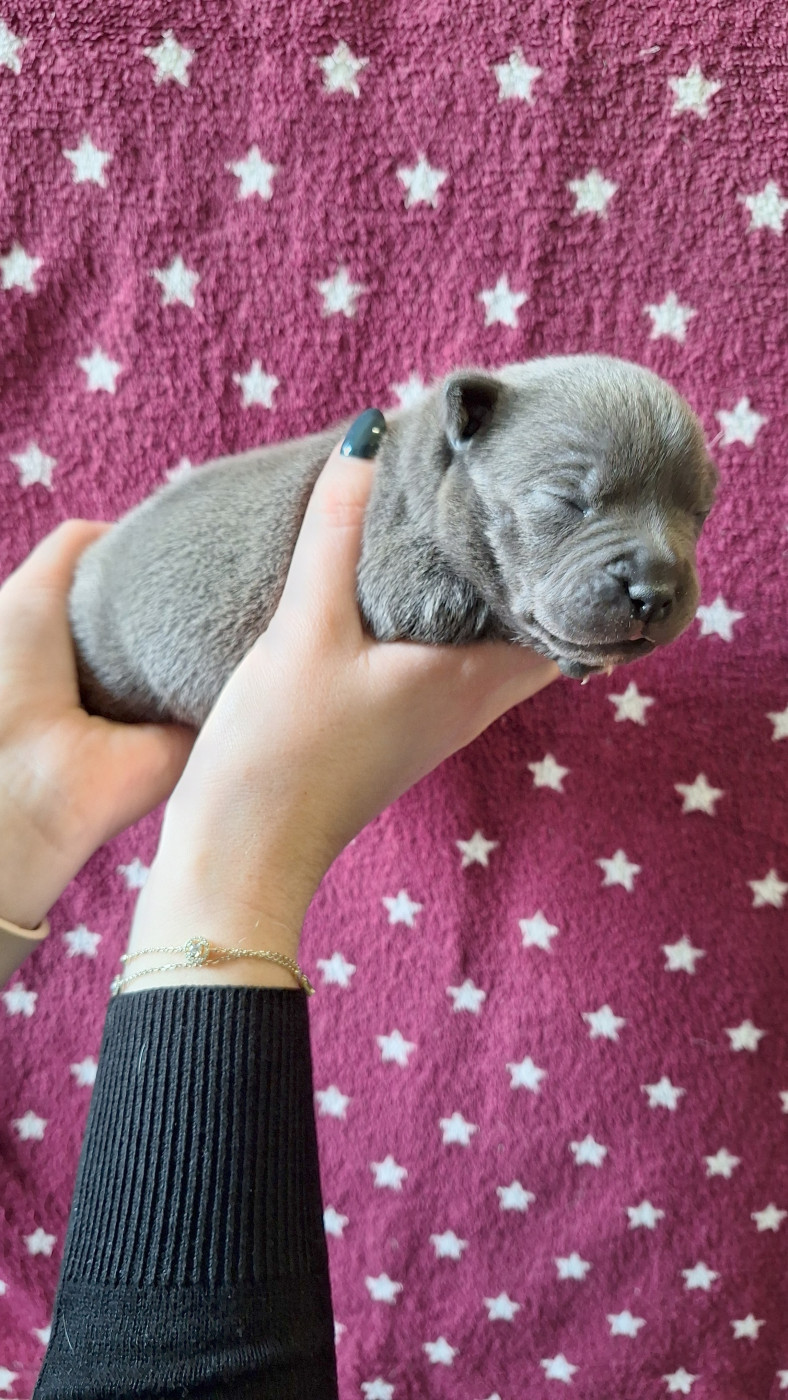 Woody's Original - Chiots disponibles - Staffordshire Bull Terrier