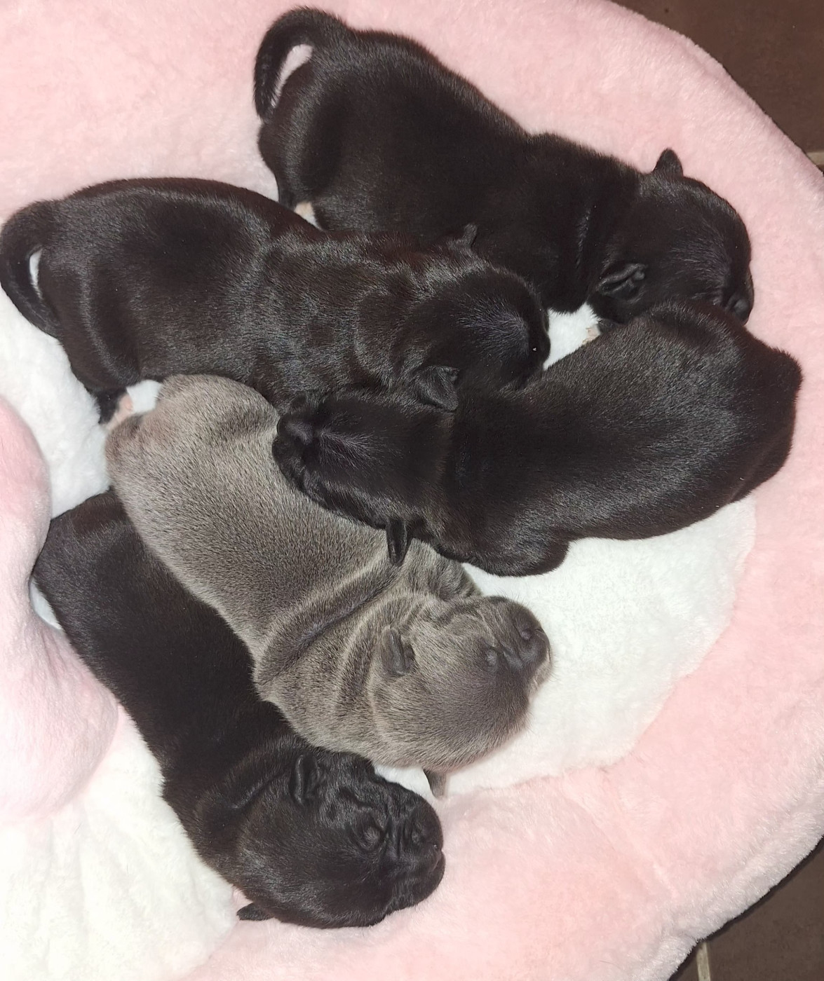 Chiot Staffordshire Bull Terrier Woody's Original