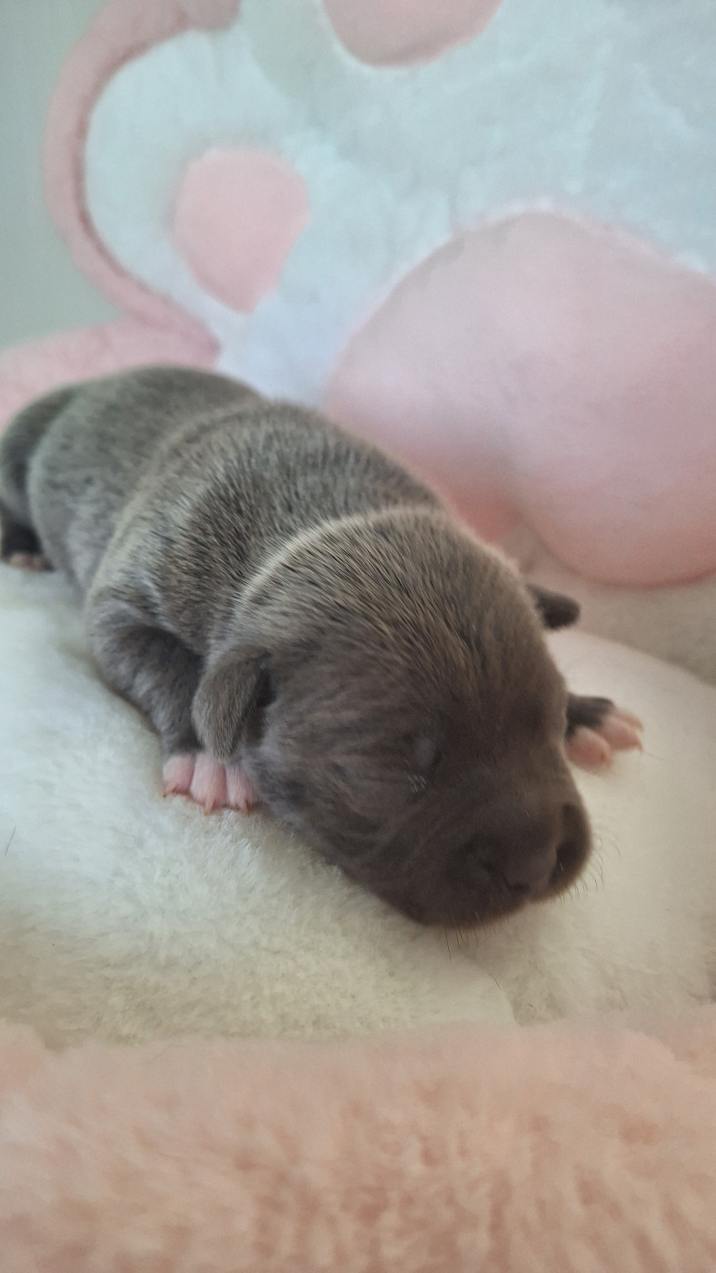 Woody's Original - Chiots disponibles - Staffordshire Bull Terrier