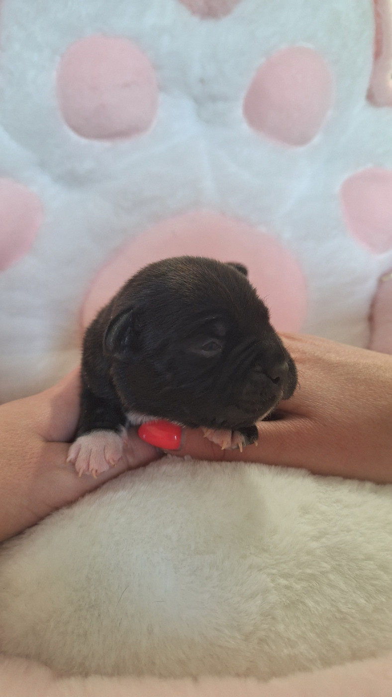 Woody's Original - Chiots disponibles - Staffordshire Bull Terrier