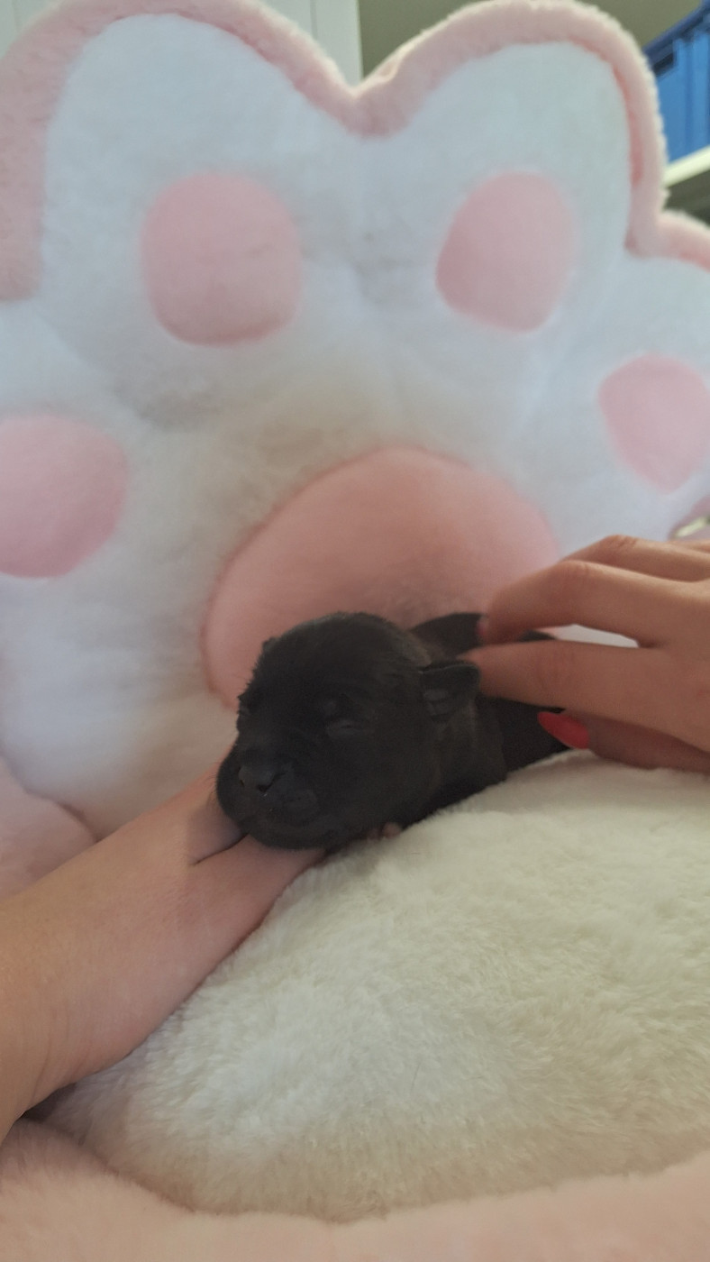 Woody's Original - Chiots disponibles - Staffordshire Bull Terrier