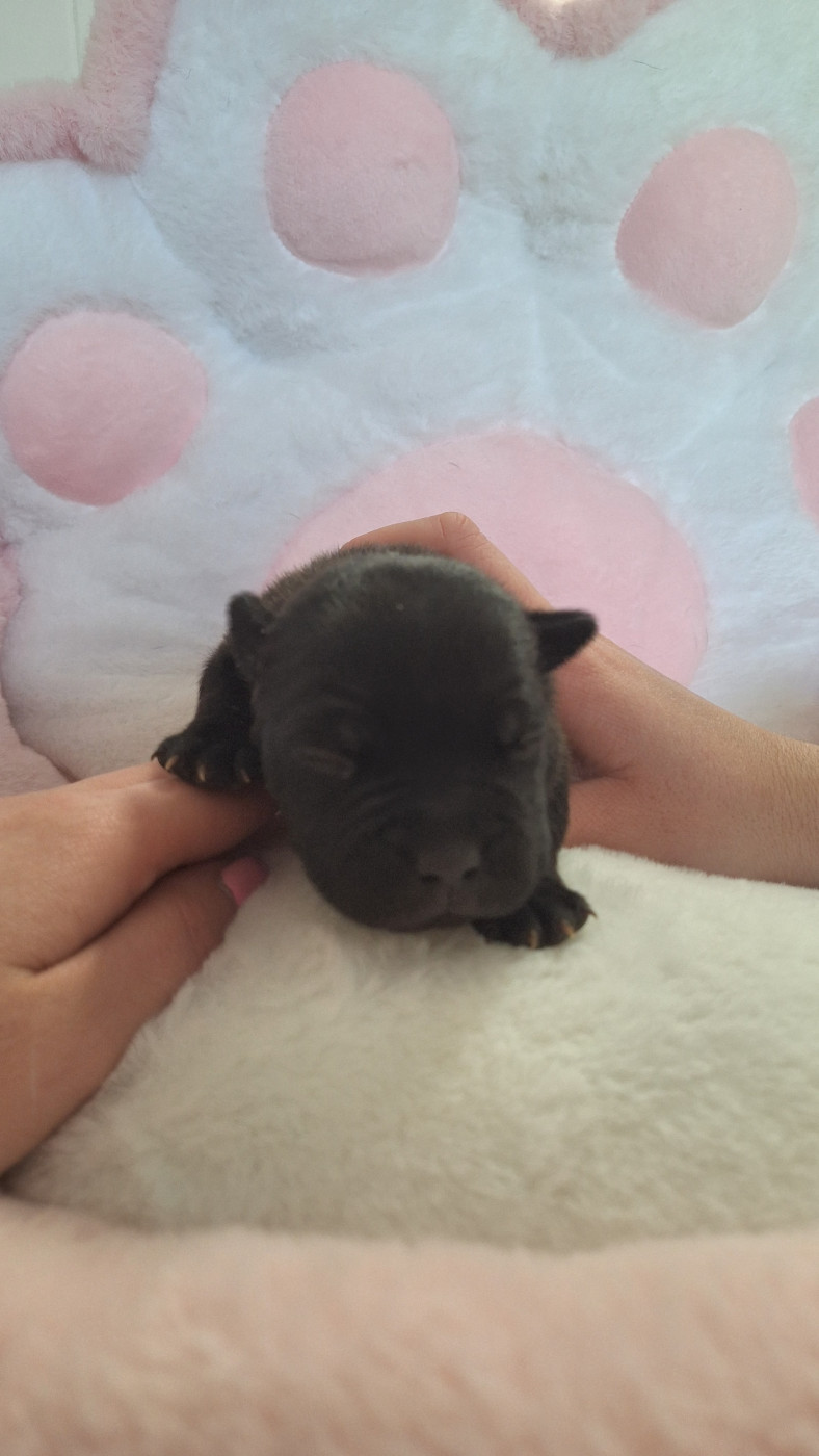 Woody's Original - Chiots disponibles - Staffordshire Bull Terrier
