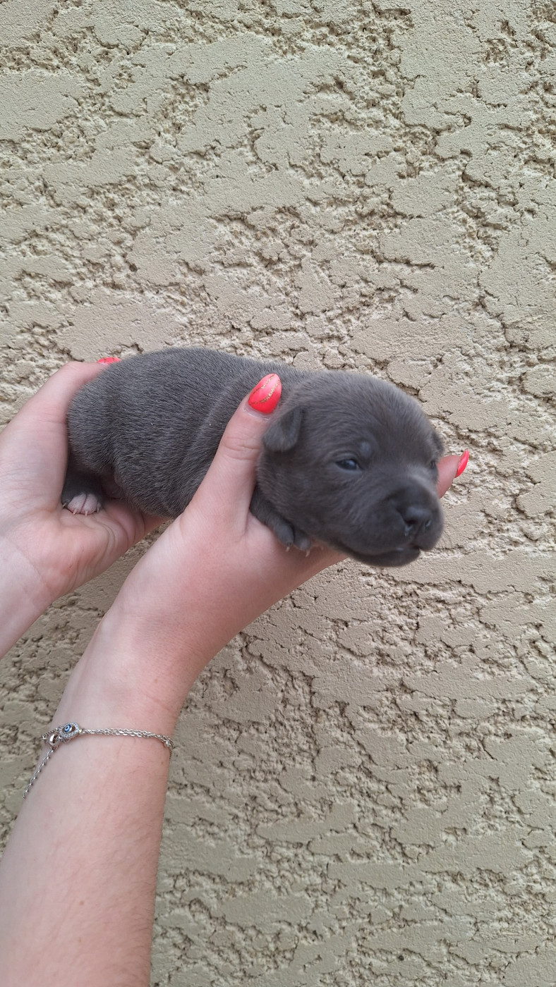 Woody's Original - Chiots disponibles - Staffordshire Bull Terrier