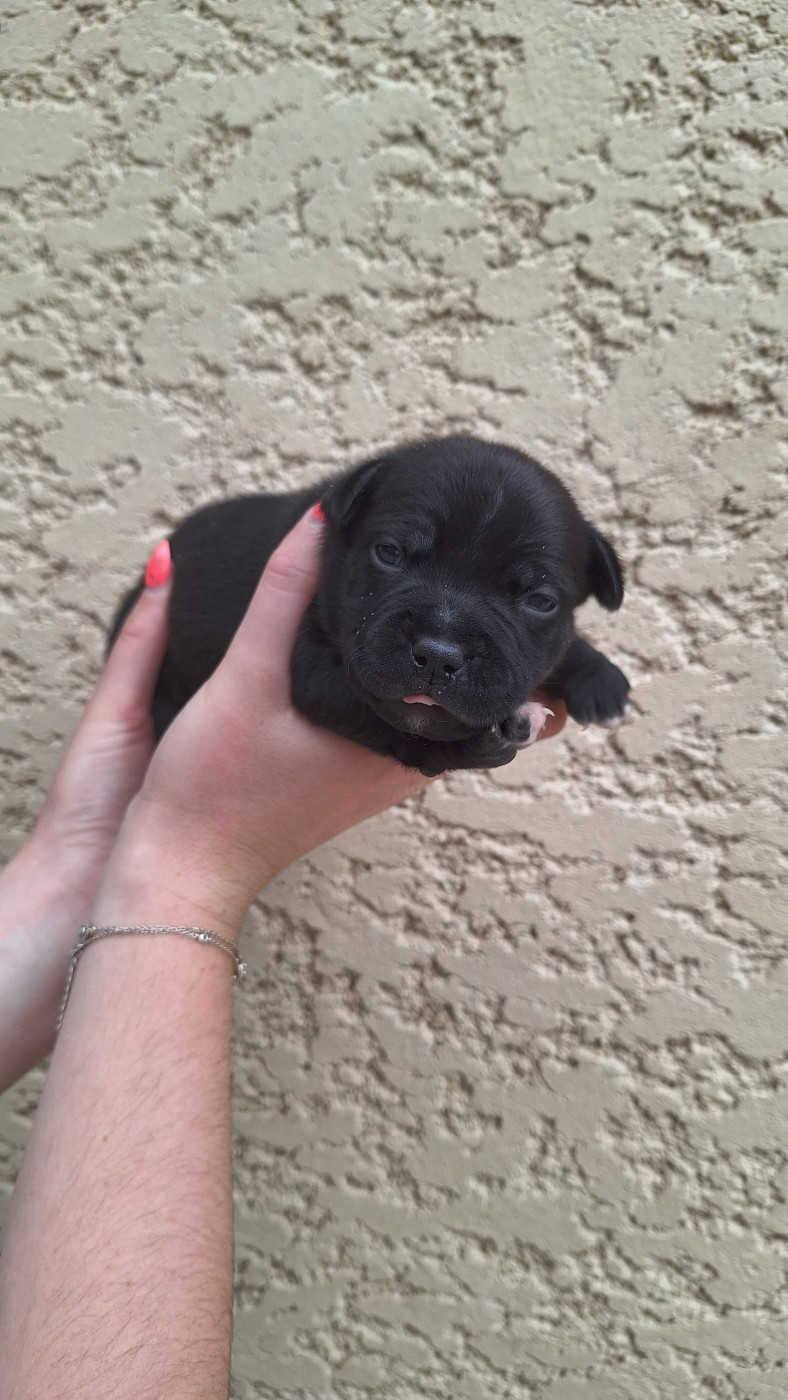 Woody's Original - Chiots disponibles - Staffordshire Bull Terrier