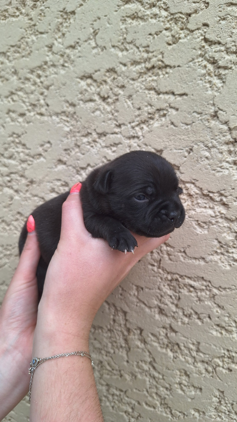 Woody's Original - Chiots disponibles - Staffordshire Bull Terrier