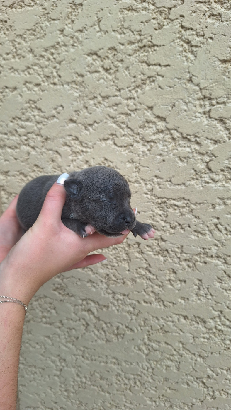 Woody's Original - Chiots disponibles - Staffordshire Bull Terrier