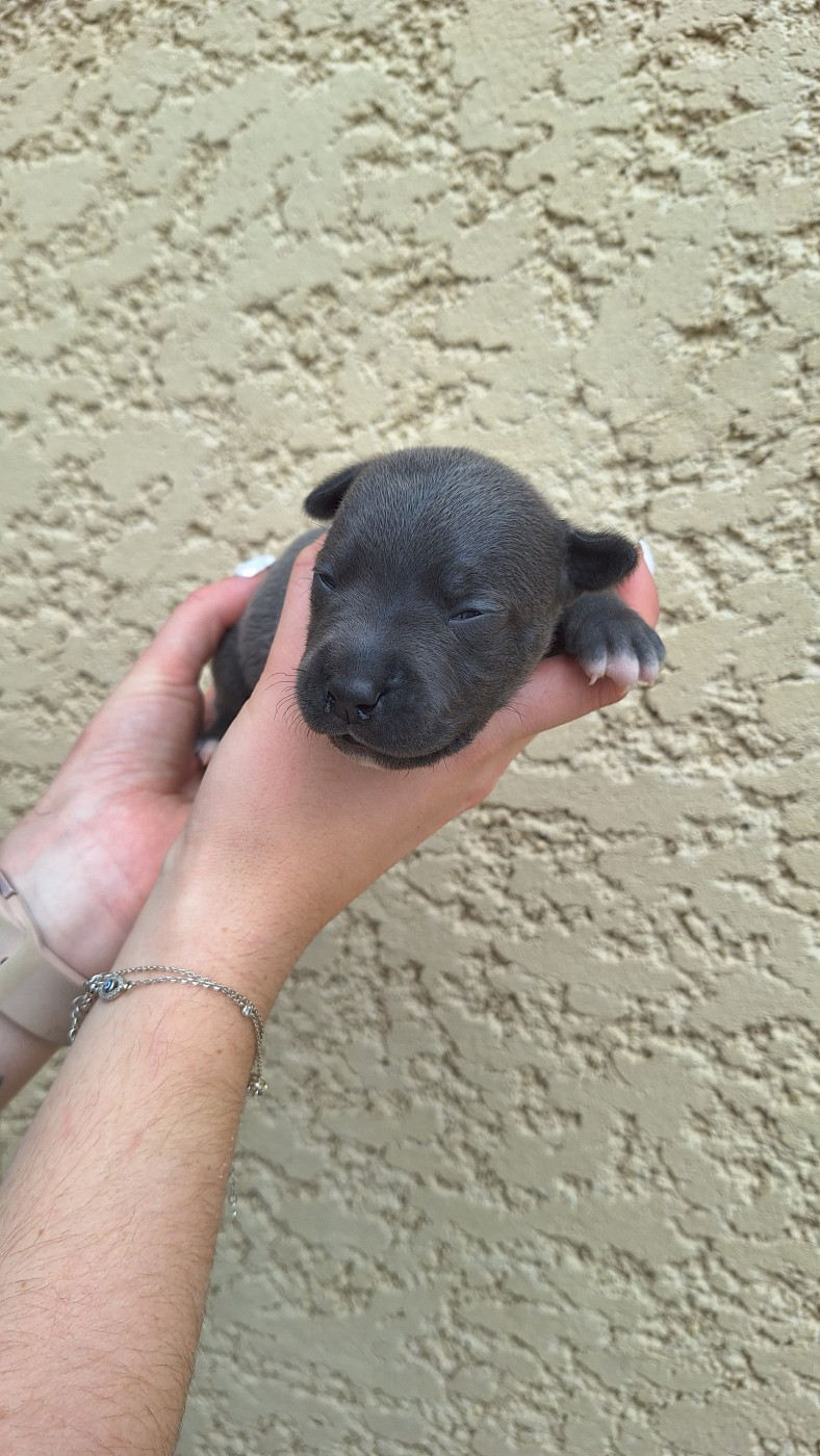 Woody's Original - Chiots disponibles - Staffordshire Bull Terrier