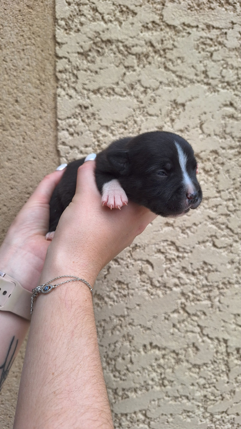 Woody's Original - Chiots disponibles - Staffordshire Bull Terrier