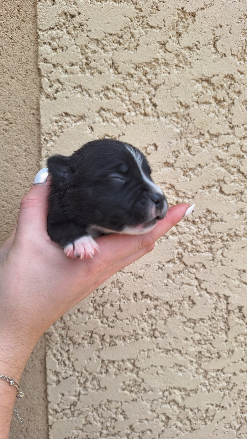 Woody's Original - Chiots disponibles - Staffordshire Bull Terrier