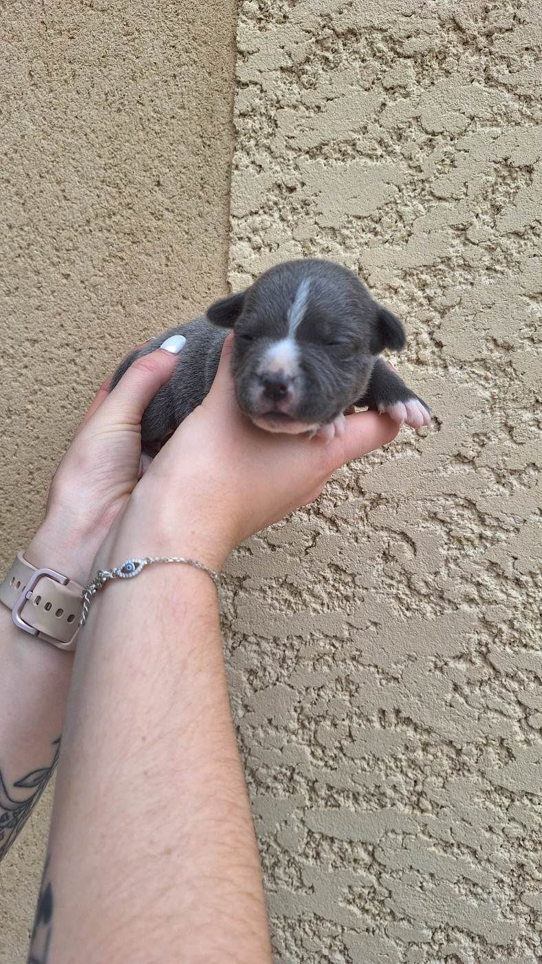 Woody's Original - Chiots disponibles - Staffordshire Bull Terrier