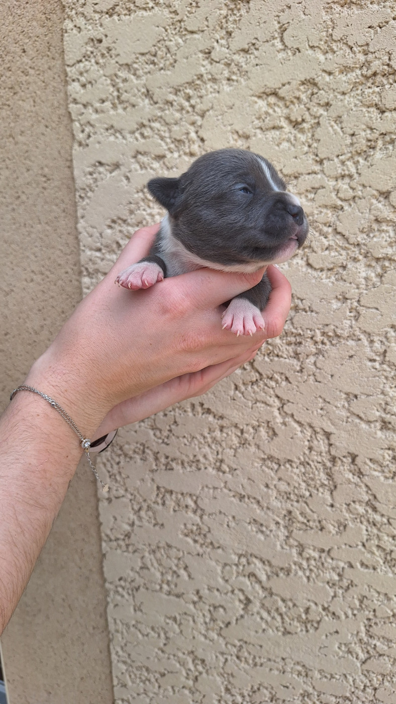 Woody's Original - Chiots disponibles - Staffordshire Bull Terrier