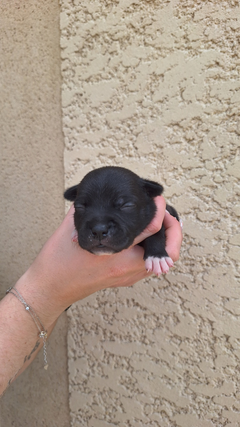 Woody's Original - Chiots disponibles - Staffordshire Bull Terrier