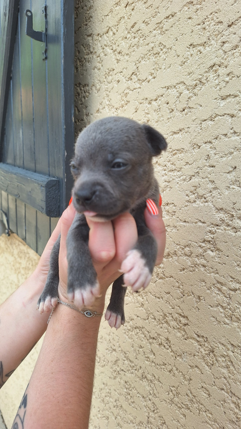 Woody's Original - Chiots disponibles - Staffordshire Bull Terrier