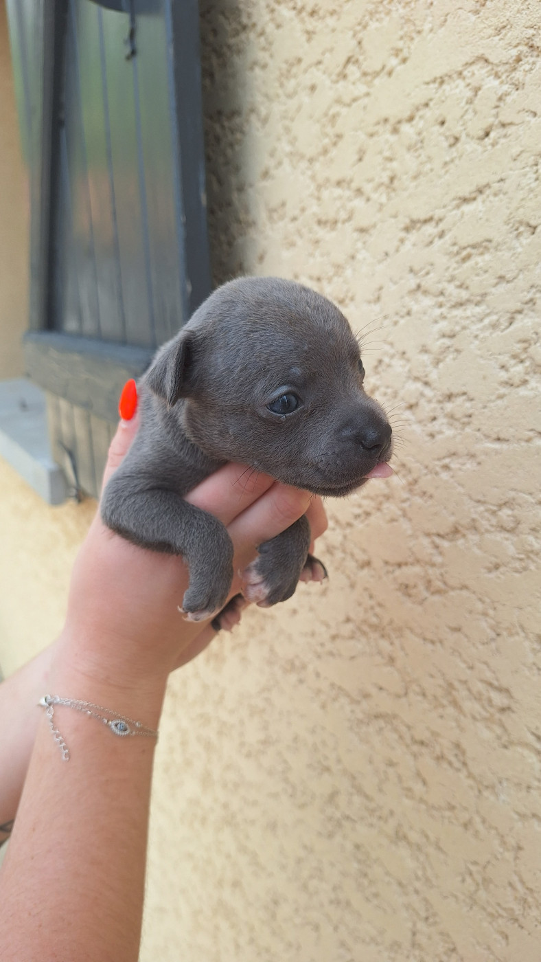Woody's Original - Chiots disponibles - Staffordshire Bull Terrier