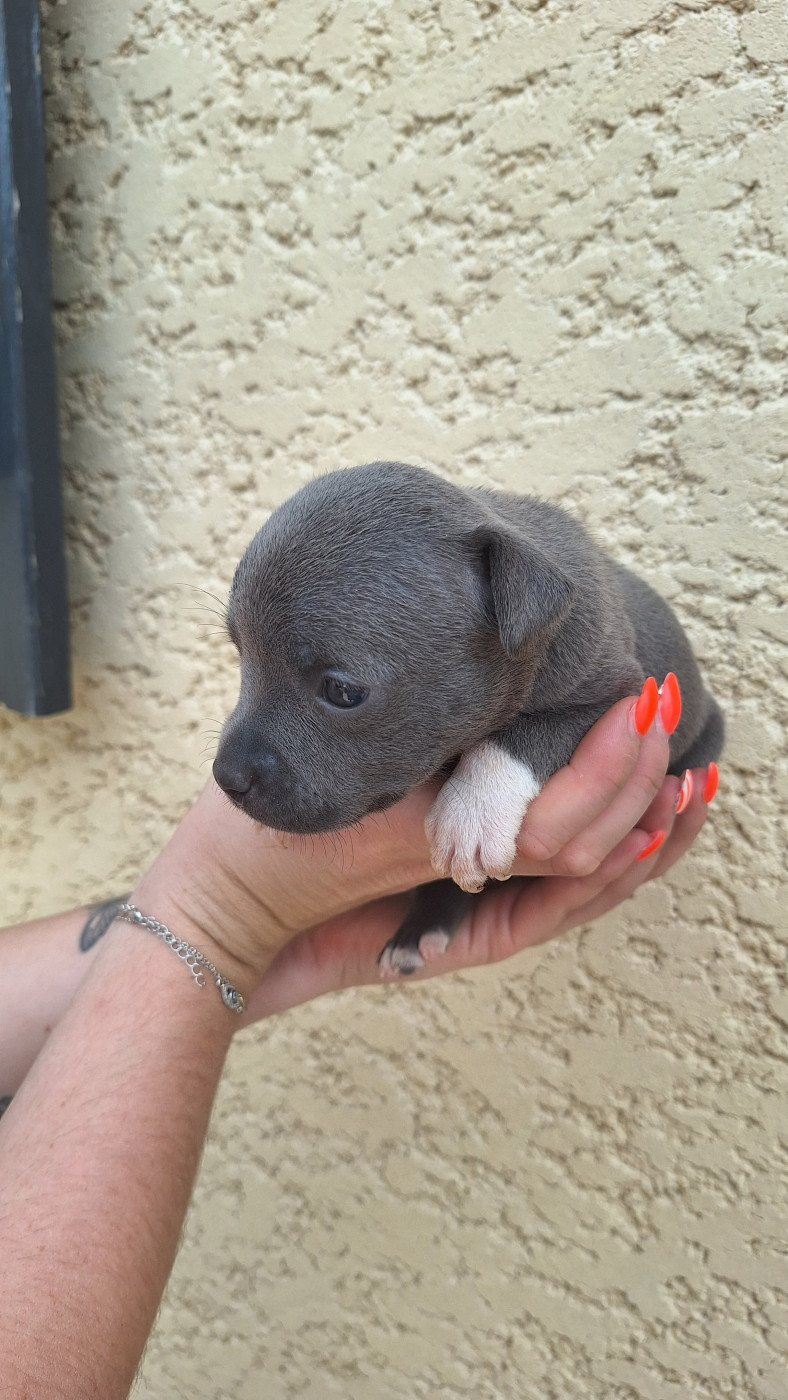Woody's Original - Chiots disponibles - Staffordshire Bull Terrier