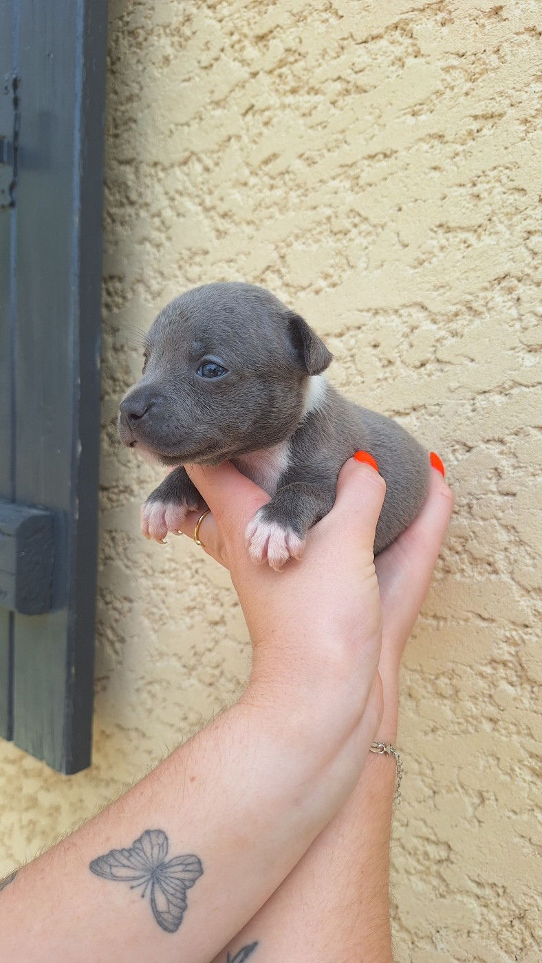 Woody's Original - Chiots disponibles - Staffordshire Bull Terrier