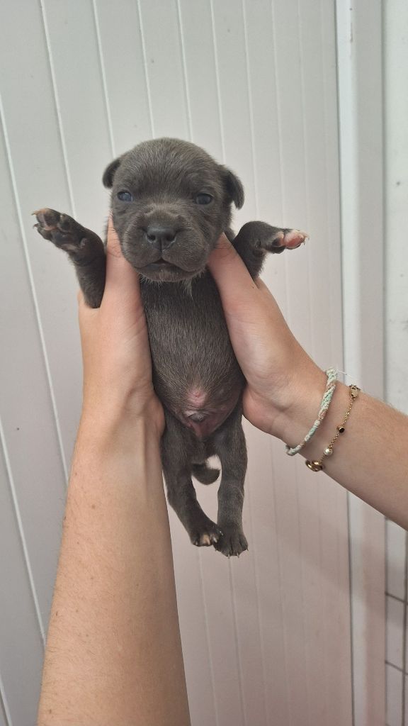 Woody's Original - Chiots disponibles - Staffordshire Bull Terrier