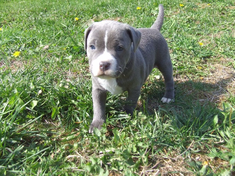 Chiot Staffordshire Bull Terrier Woody's Original