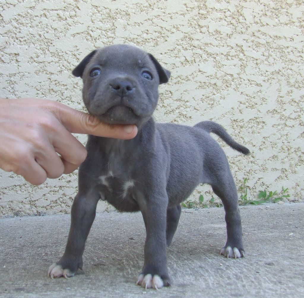 Woody's Original - Chiots disponibles - Staffordshire Bull Terrier