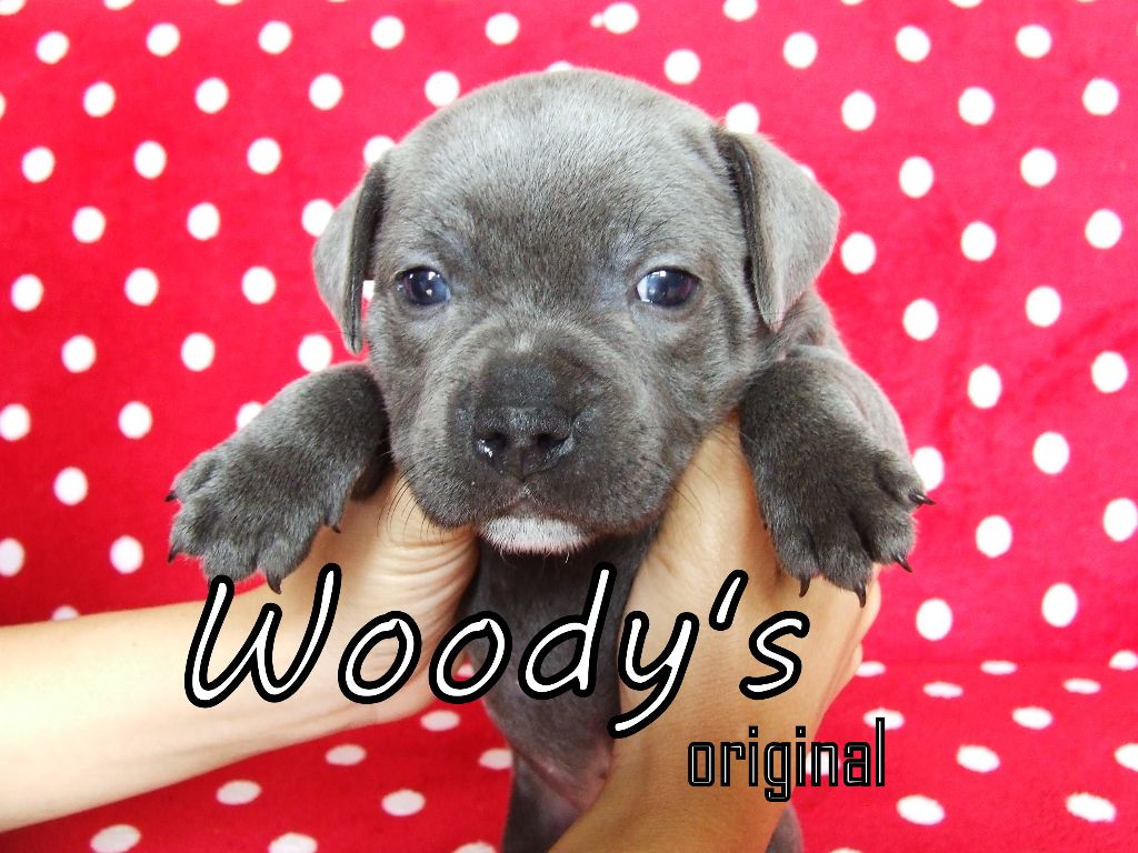 Chiot Staffordshire Bull Terrier Woody's Original