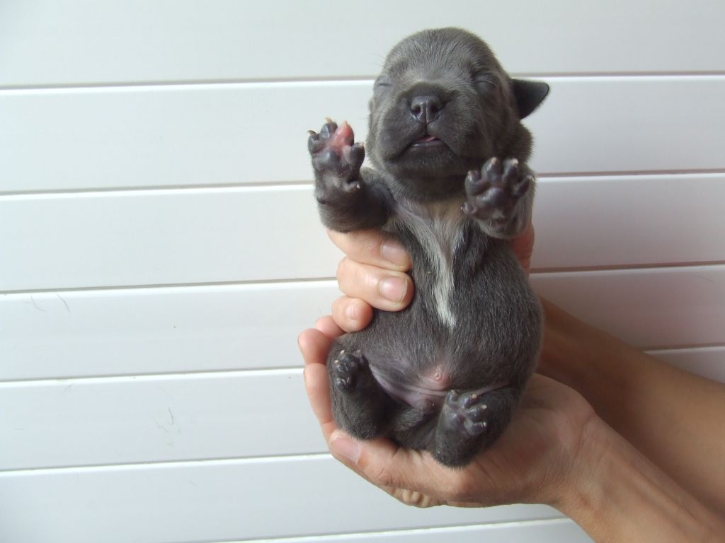 Woody's Original - Chiots disponibles - Staffordshire Bull Terrier