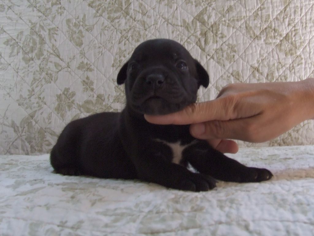 Woody's Original - Chiots disponibles - Staffordshire Bull Terrier
